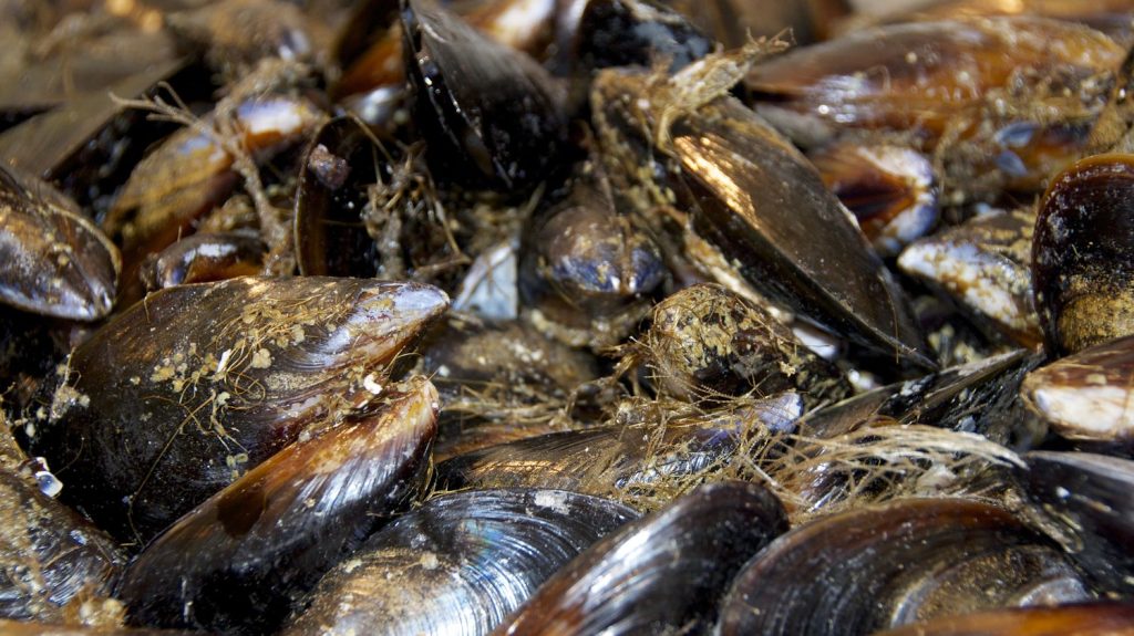 une étonnante innovation inspirée des moules pour lutter contre les accidents vasculaires cérébraux