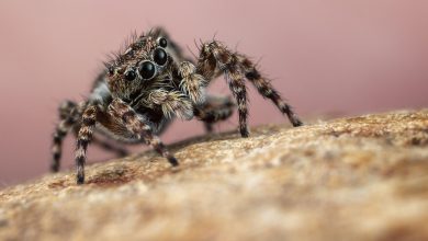 Des chercheurs font une découverte intrigante sur les araignées sauteuses