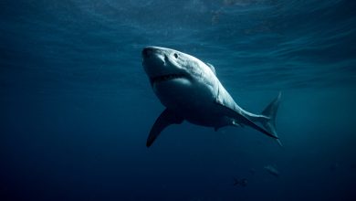 Sauver les requins blancs de Méditerranée : une course contre la montre – Sciencepost