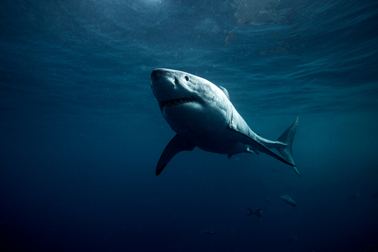 Sauver les requins blancs de Méditerranée : une course contre la montre – Sciencepost