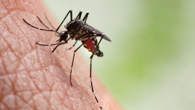 un homme décède d’une maladie très rare suite à une piqûre de moustique