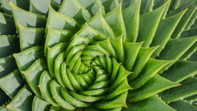 Une plante vieille de 407 millions d’années trompe les chercheurs en ne suivant pas la séquence de Fibonacci