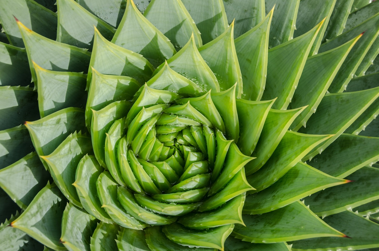 Une plante vieille de 407 millions d’années trompe les chercheurs en ne suivant pas la séquence de Fibonacci