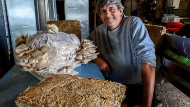 Vidéo. Charente : ses substrats de pleurotes font fureur et peuvent même isoler votre maison