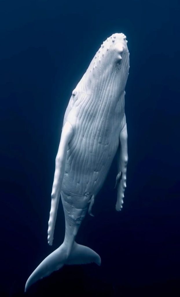 Un veau à bosse blanc très rare filmé dans le Pacifique, racontent les photographes