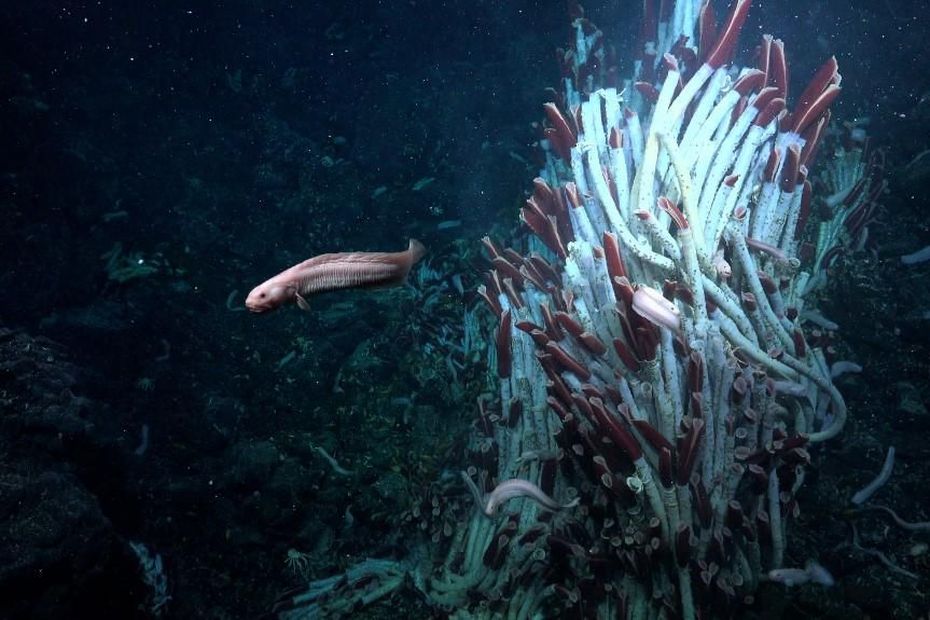 animaux sous le fond de l’océan…