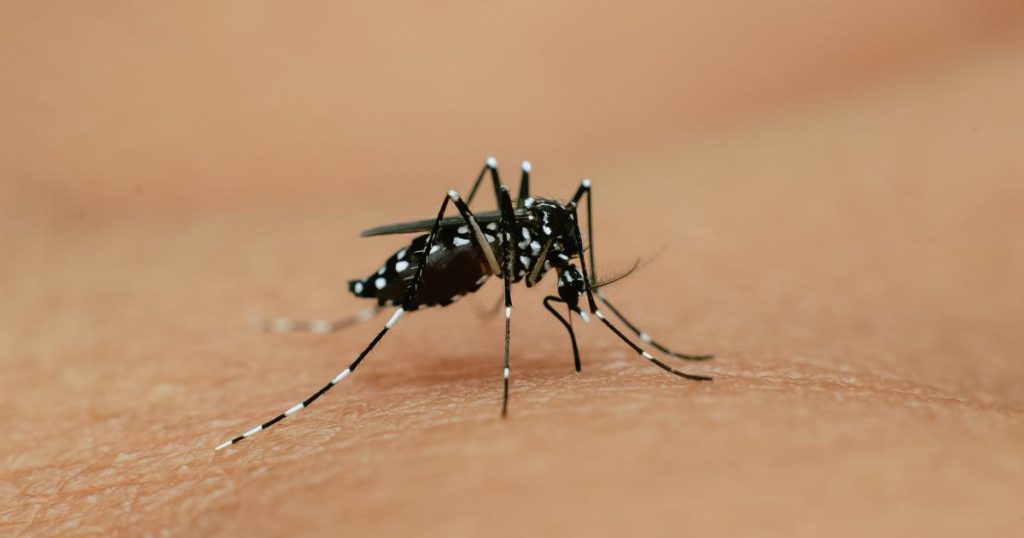 Pour la première fois, des larves du moustique Aedes Albopictus détectées aux Antilles