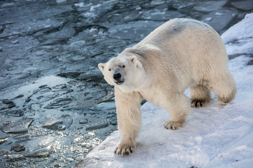 deux effets inattendus frappent durement les ours polaires