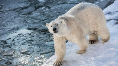 deux effets inattendus frappent durement les ours polaires