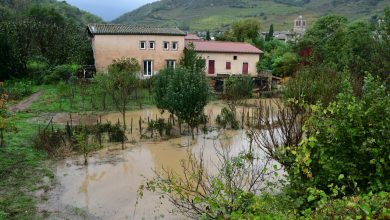 la vache emportée par les inondations, devenue symbole des inondations, est morte