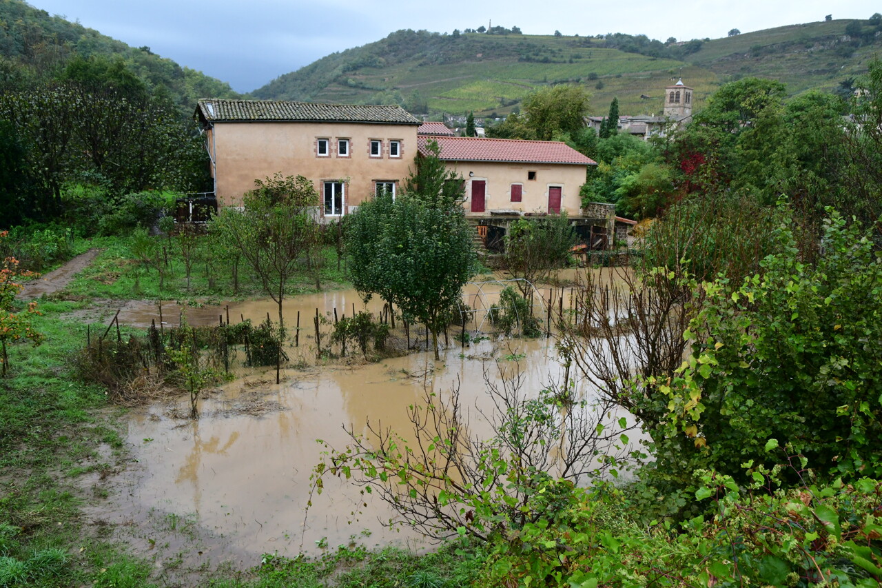 la vache emportée par les inondations, devenue symbole des inondations, est morte