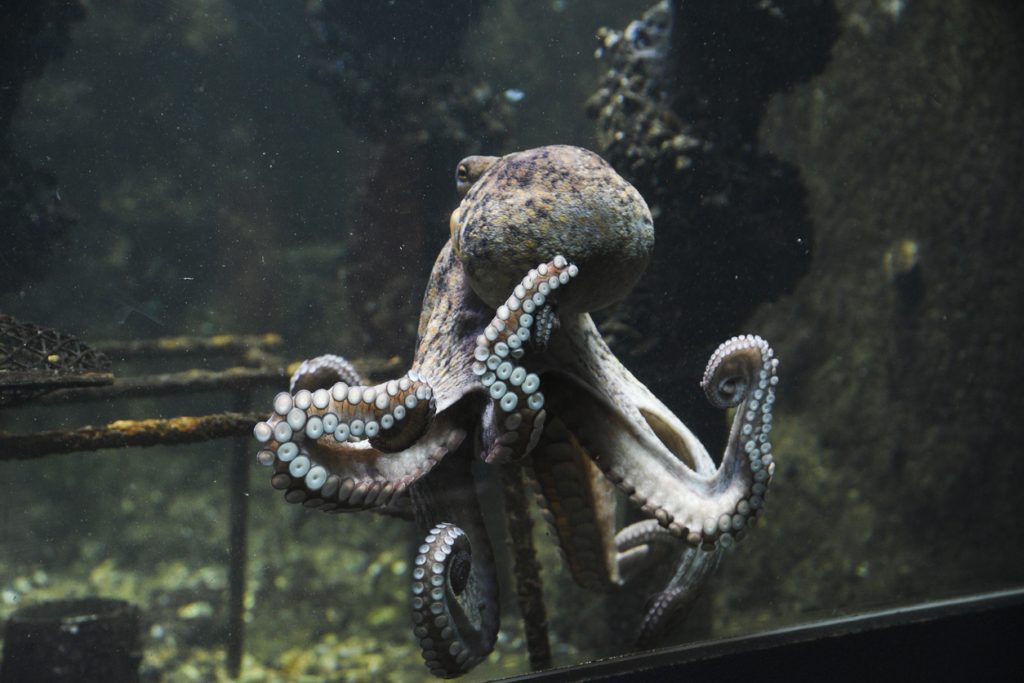 Une pieuvre s’échappe d’un aquarium national et retourne dans l’océan