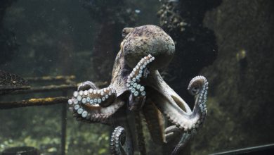 Une pieuvre s’échappe d’un aquarium national et retourne dans l’océan