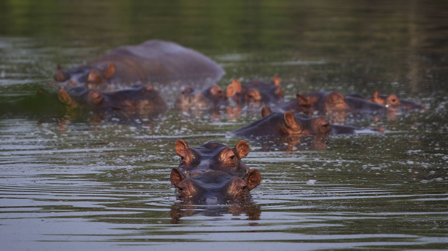 comment les hippopotames de Pablo Escobar perturbent les écosystèmes locaux