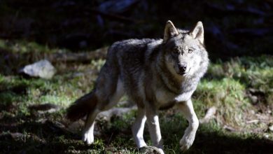 vidéos, autopsies… Comment la présence du loup a été authentifiée