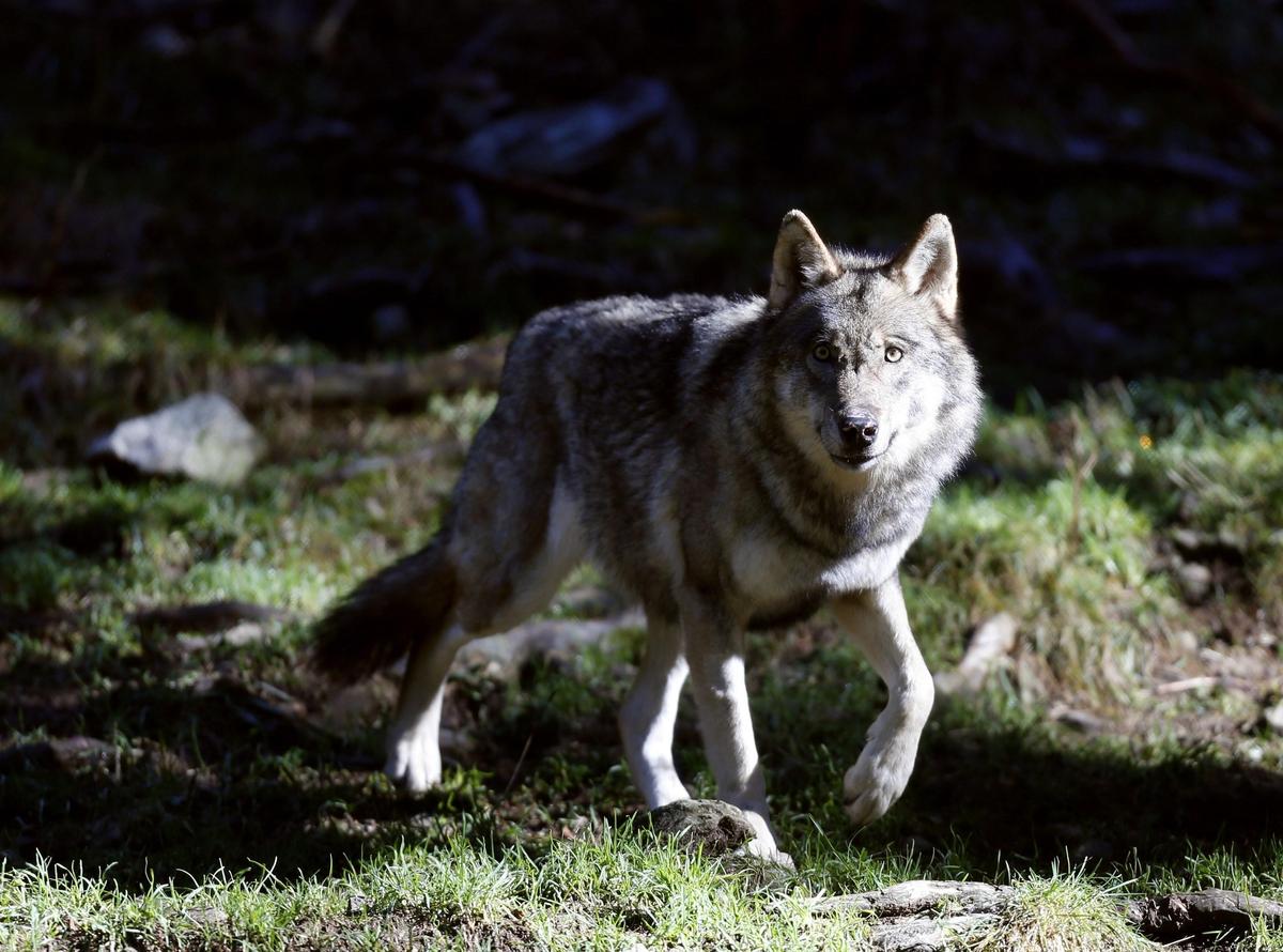 vidéos, autopsies… Comment la présence du loup a été authentifiée