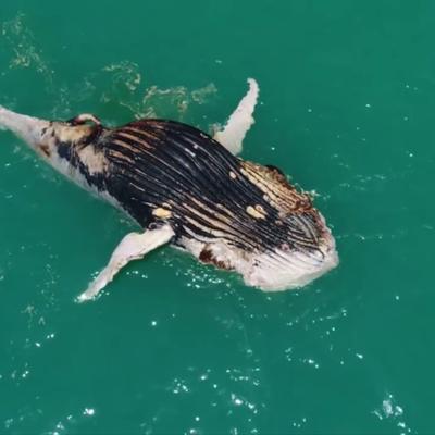 Un requin et un crocodile partagent une baleine morte