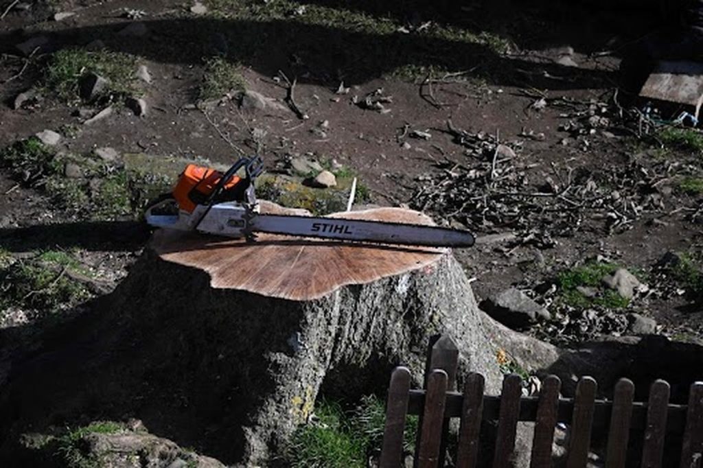 Belgique : une femme de 79 ans meurt écrasée par l’arbre que son mari venait d’abattre – Sud Ouest