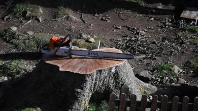 Belgique : une femme de 79 ans meurt écrasée par l’arbre que son mari venait d’abattre – Sud Ouest