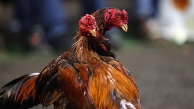 au Nord, un éventuel durcissement de la législation sur les combats de coqs ne surprend pas les éleveurs