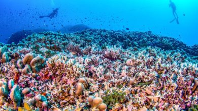 Visible depuis l’espace, le plus gros corail du monde a été découvert