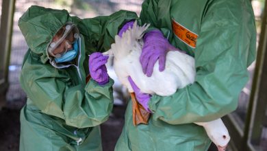 Premier cas humain de grippe aviaire identifié au Canada