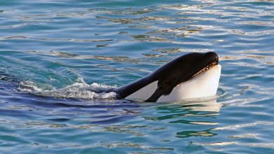 Le parc aquatique Marineland d’Antibes veut transférer ses deux dernières orques au Japon