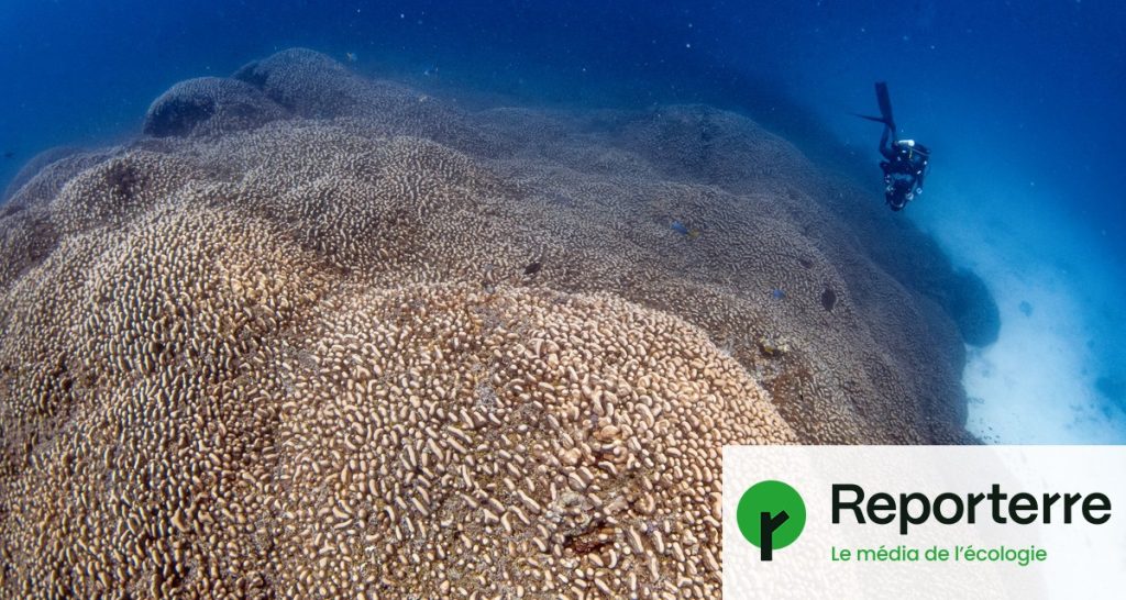 Le plus gros corail du monde découvert aux Îles Salomon