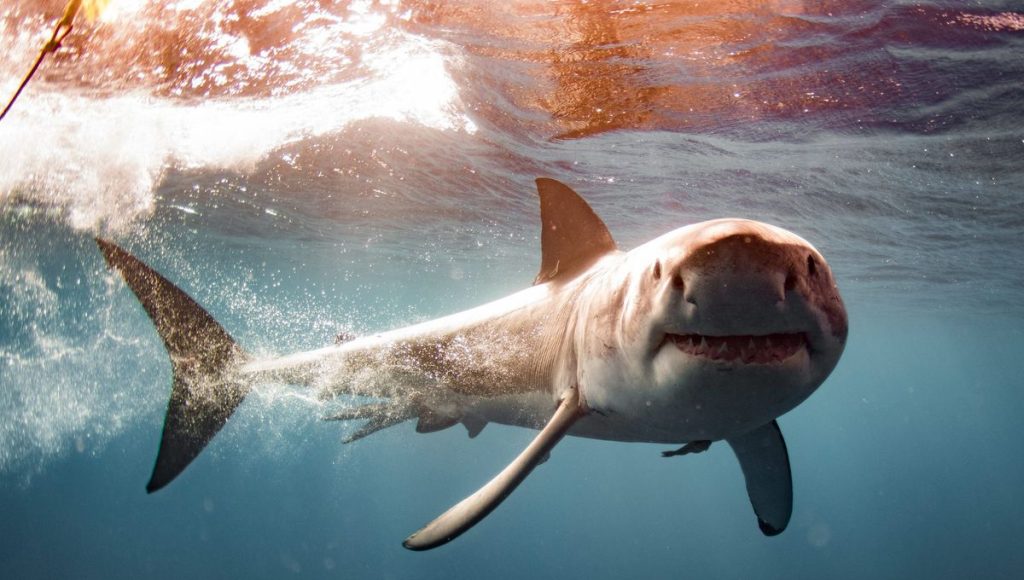 Un grand requin blanc d’environ 4 mètres de long, filmé au large des îles de Porquerolles et Port-Cros dans le Var