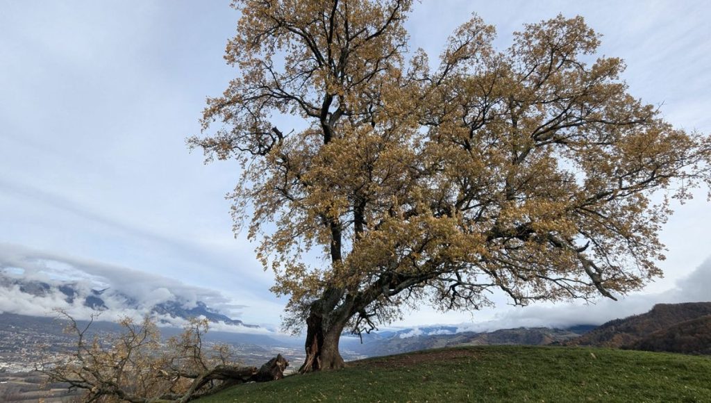 Le célèbre chêne de Venon fortement endommagé par la tempête Bert