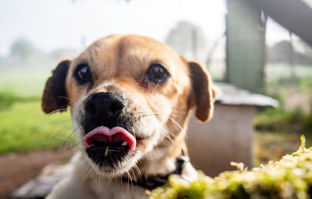 Deux pistes fermées pour rattraper le chien échappé d’un avion, mais sans succès