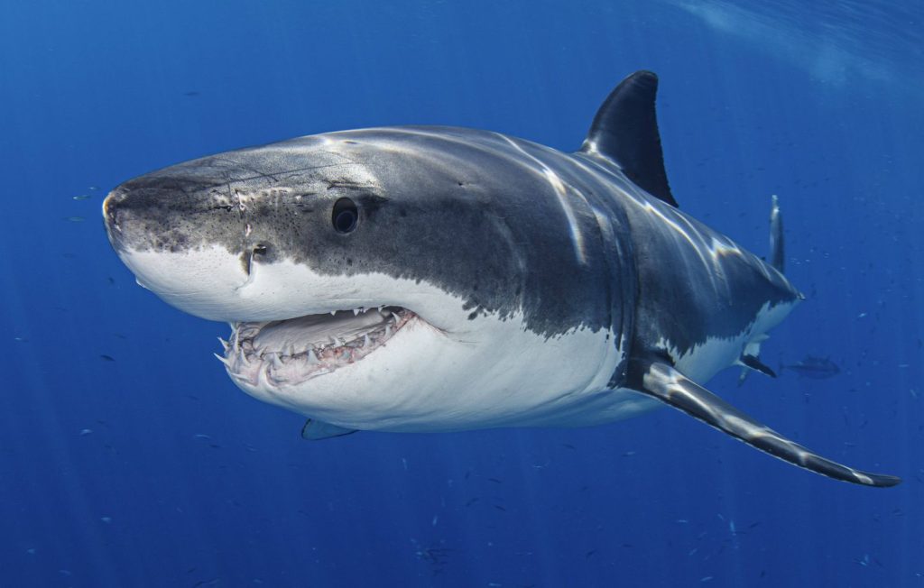 Un grand requin blanc mesurant près de 4 mètres aperçu au large des côtes fait sensation