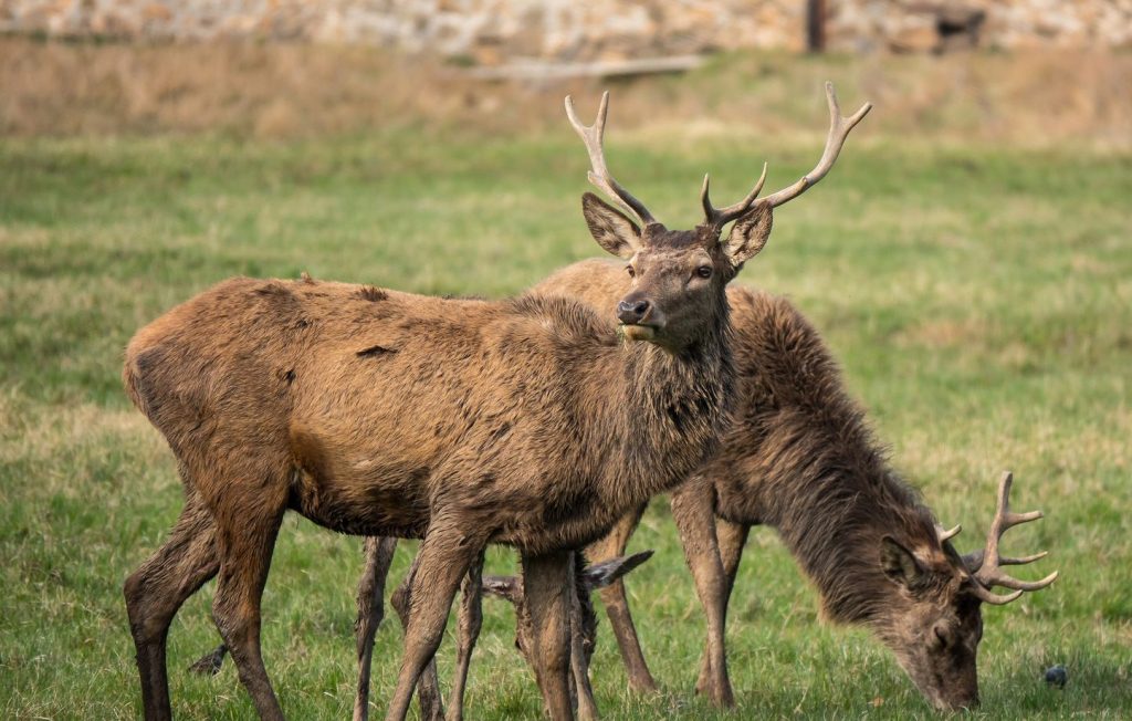 Cerf portant une veste de sécurité réfléchissante vu près d’un village au Canada