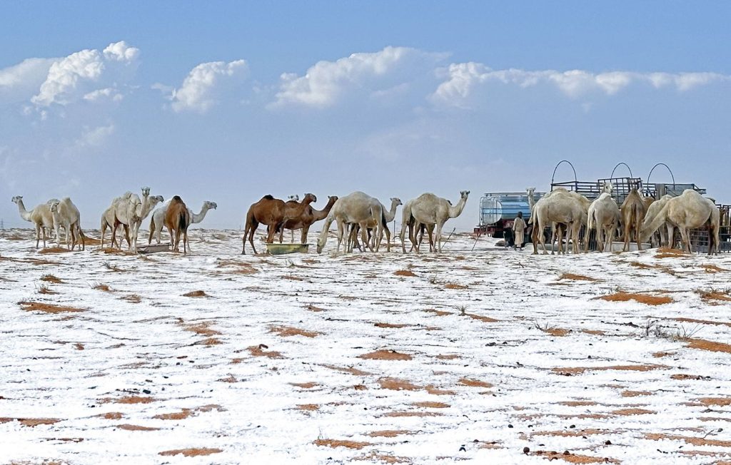 Images surprenantes d’un désert couvert de grêle et de neige en Arabie Saoudite