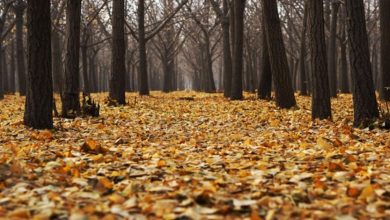 Baisse des températures : changement d’atmosphère dans les prochains jours