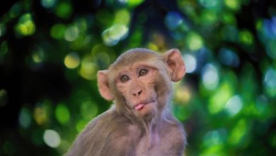 « Fermez vos portes et fenêtres » : 43 singes « nerveux » évadés d’un laboratoire, la police donne l’alerte