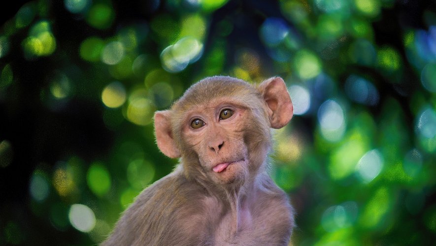 « Fermez vos portes et fenêtres » : 43 singes « nerveux » évadés d’un laboratoire, la police donne l’alerte