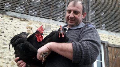 Grippe aviaire : « En cas d’abattage « sanitaire », sur un troupeau comme le mien, la perte sèche serait de 80 000 € »