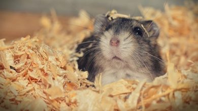 Insolite : une caisse contenant 130 hamsters s’ouvre à l’atterrissage de l’avion, les rongeurs jouent à cache-cache dans un Airbus depuis maintenant 5 jours