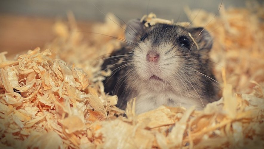 Insolite : une caisse contenant 130 hamsters s’ouvre à l’atterrissage de l’avion, les rongeurs jouent à cache-cache dans un Airbus depuis maintenant 5 jours