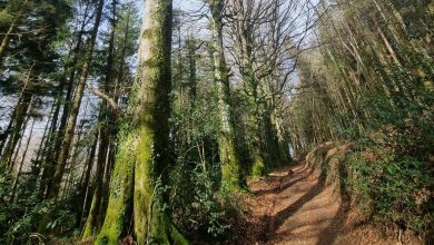 INFO L’EXPÉDITION. Disparition dans le Tarn : un corps retrouvé calciné dans un bois… Est-ce Yann, recherché depuis le 3 novembre ?