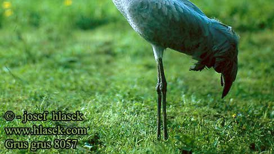 Grippe aviaire : une grue cendrée infectée par le virus retrouvée morte dans les Pyrénées