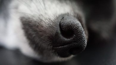 Ils jettent leur chien par-dessus le balcon : l’animal « squelettique » et « maltraité » meurt des suites de ses blessures