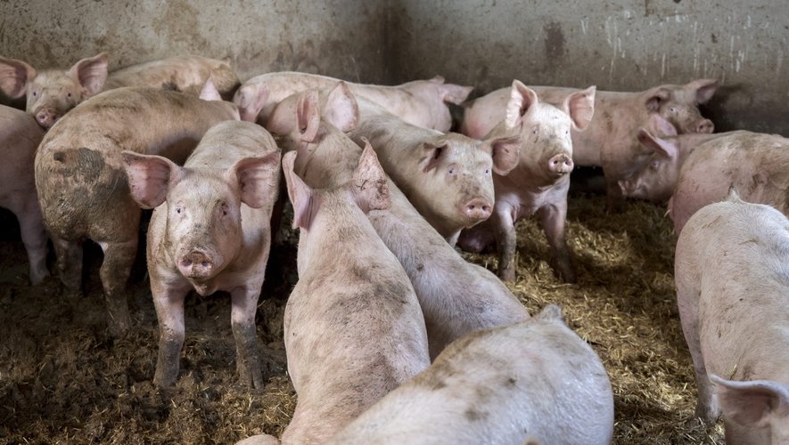 L’adolescent le surprend en train de mettre le feu à la porcherie : il l’assomme et la laisse manger par les cochons