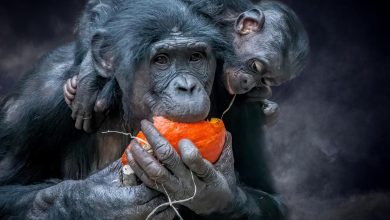 Une étude révèle la consommation inhabituelle d’alcool de certains animaux