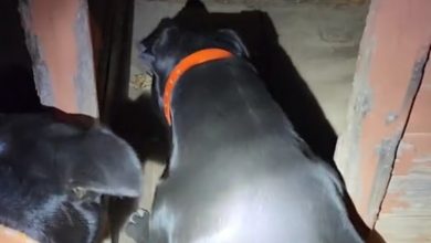 2 chiens préviennent leur maître d’un danger et l’affrontent avec courage, le « suspect » est inattendu (vidéo)