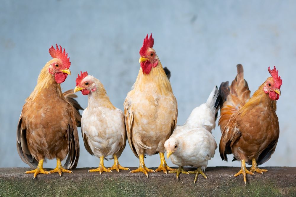 En Europe, la dinde a le goût du poulet