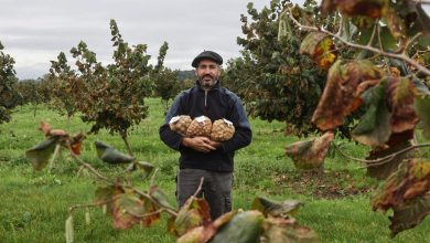 les amandes peuvent-elles être la solution miracle ?