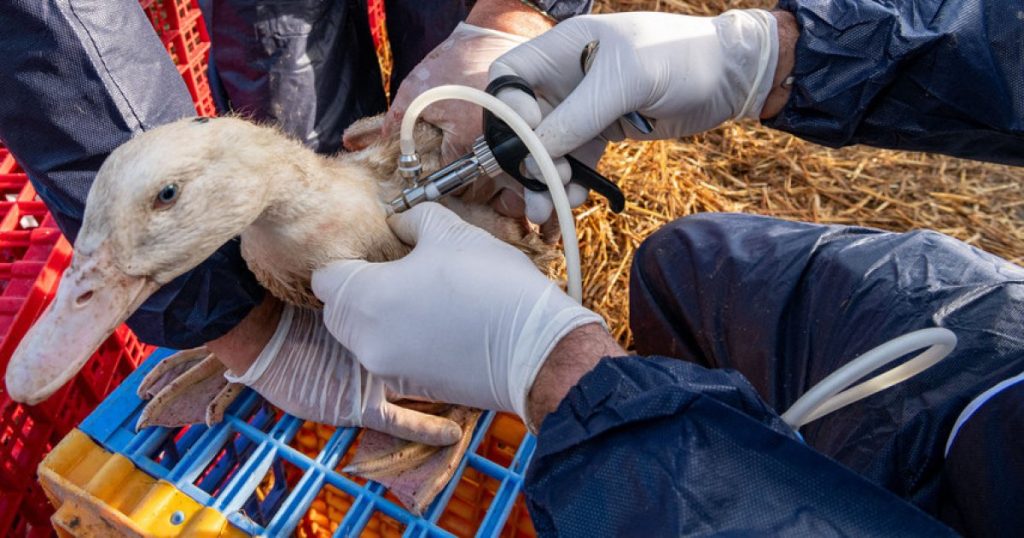 Grippe aviaire : un premier cas humain enregistré au Canada : Actualités