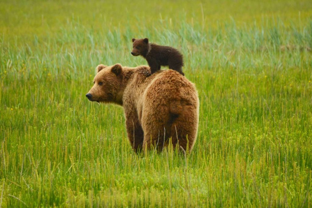 quand un ours devient un symbole écologique